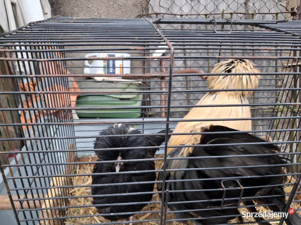 Kury silki sprzedam