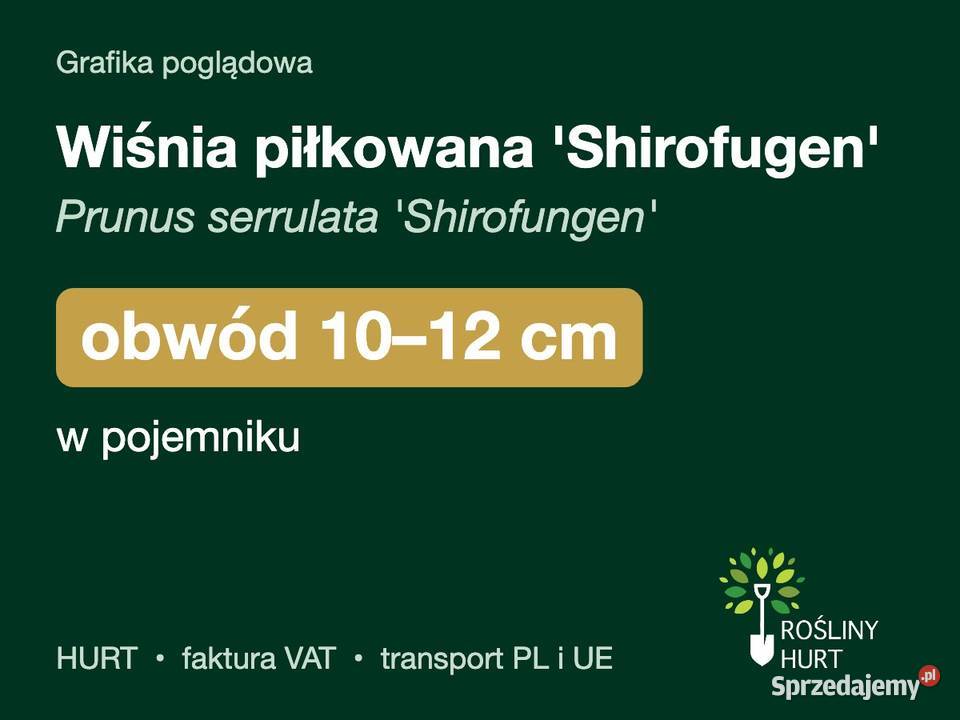 Wiśnia piłkowana Shirofugen obw 1012 w pojemniku