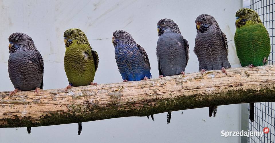 papużka falista blackface łatwo się oswaja może Ptaki Katowice sprzedam