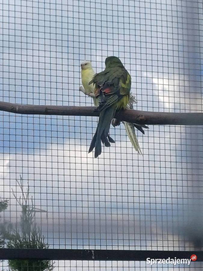 Papuga Górska samica Ptaki Jasło