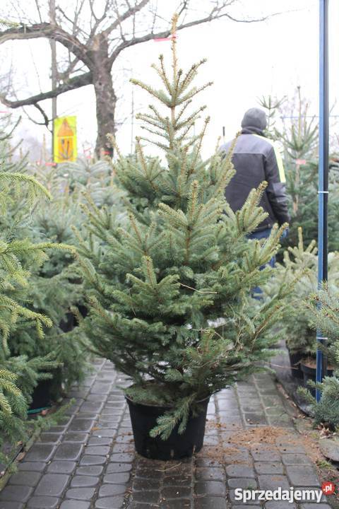 choinka z dowozem mazowieckie Warszawa