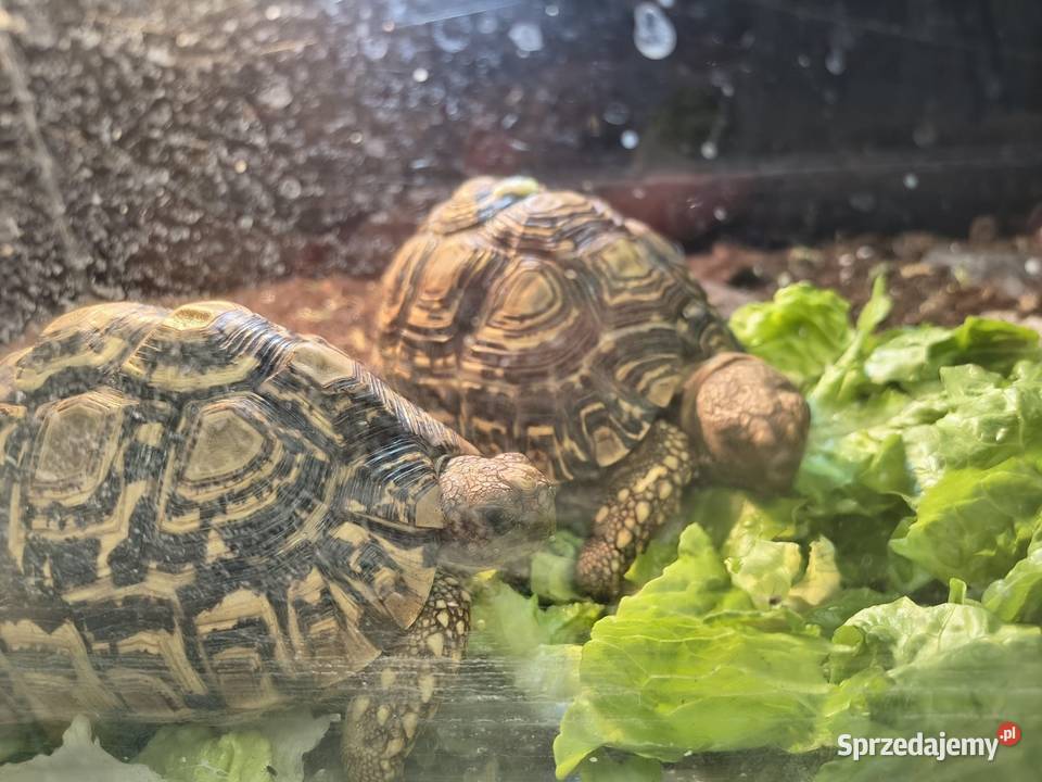 Żółw Lamparci Gady i płazy sprzedam
