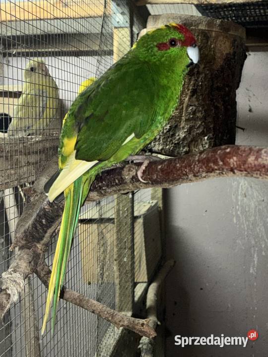 Modrolotka czerwonoczelna Ptaki wielkopolskie Zofiowo