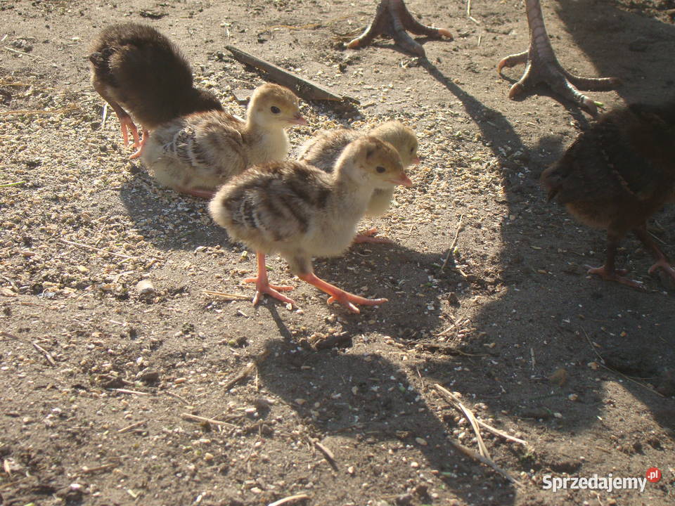 Sprzedam Indyki pisklęta indyczki Pożdżenice sprzedam