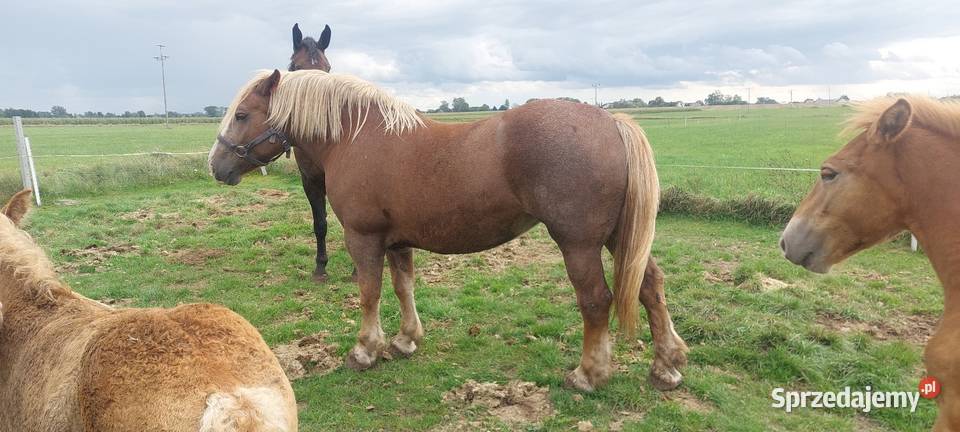 Konie klacze zimnokrwiste sokólskie programowe Pęchratka Mała