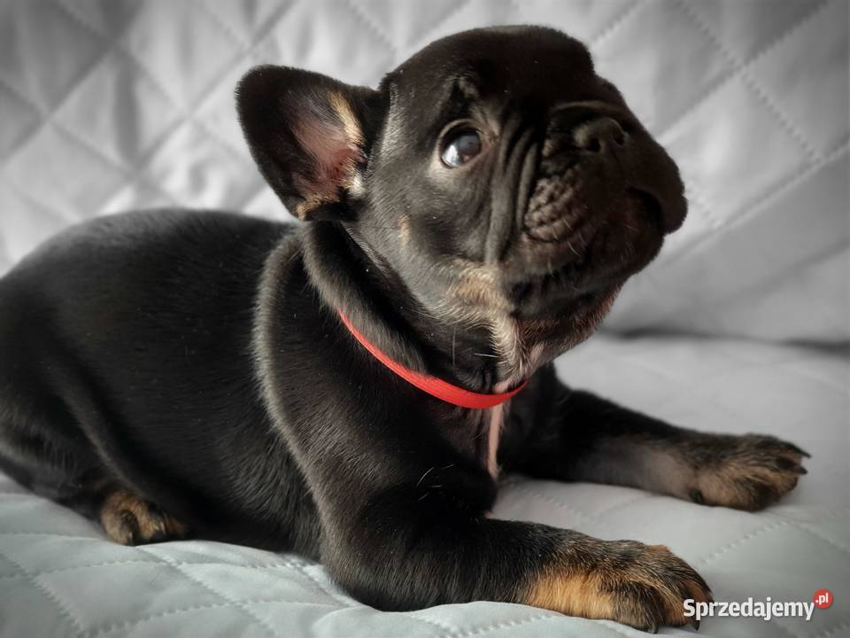 Buldog francuski szczenieta