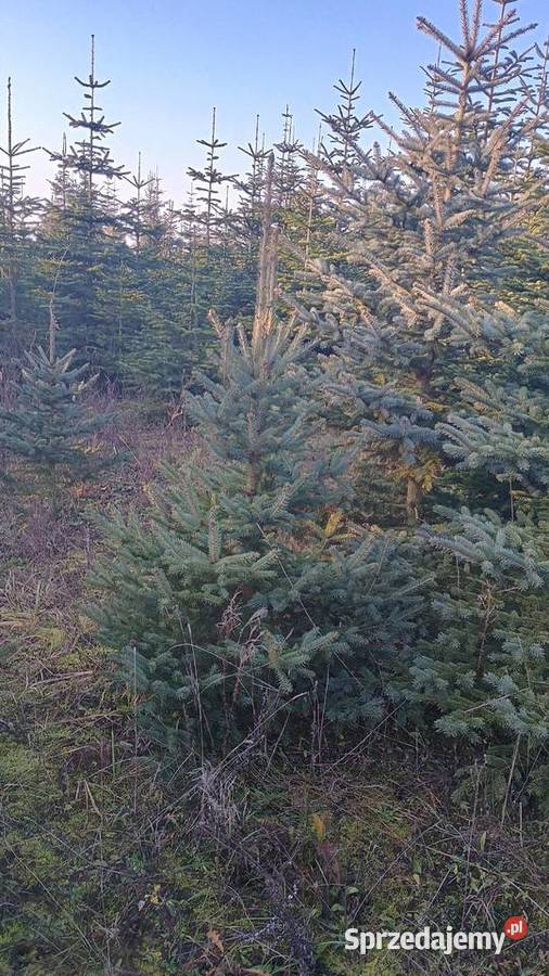 Choinki na Boże Narodzenie 2025 Poznań i DARMOWA Pozostałe sprzedam