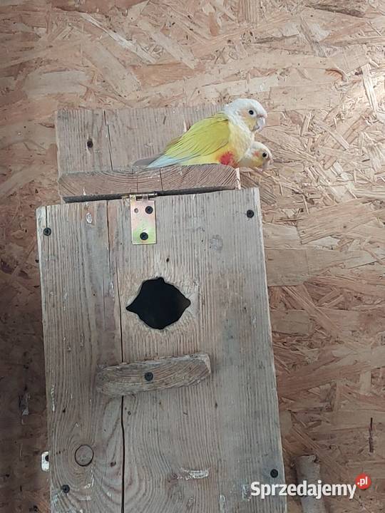 Rudosterki para Koło sprzedam