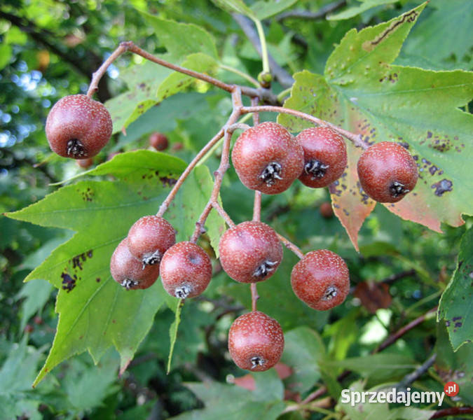 JARZĄB BREKINIA Sorbus torminalis NASIONA 400 kujawsko-pomorskie sprzedam
