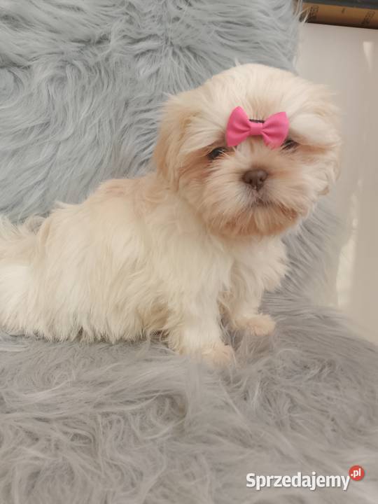 Unikatowa suczka rasy ShihTzu opolskie Namysłów