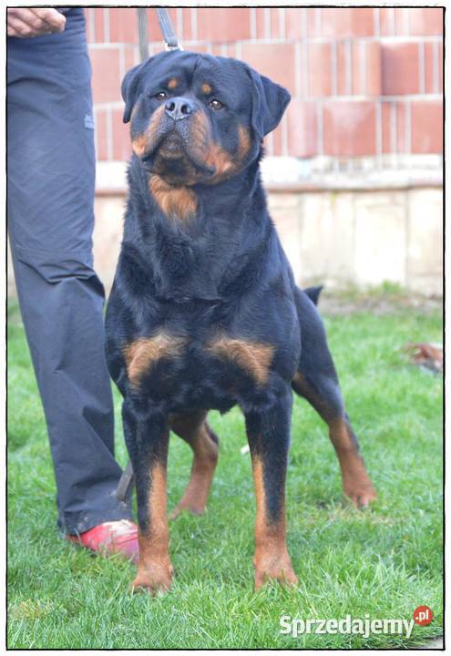Rottweiler samiec ZKwPFCI Smyków