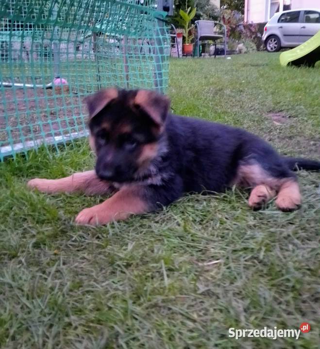 SZCZENIETA OWCZARKI NIEMIECKIE Z RODOWODEM FCI Grajewo