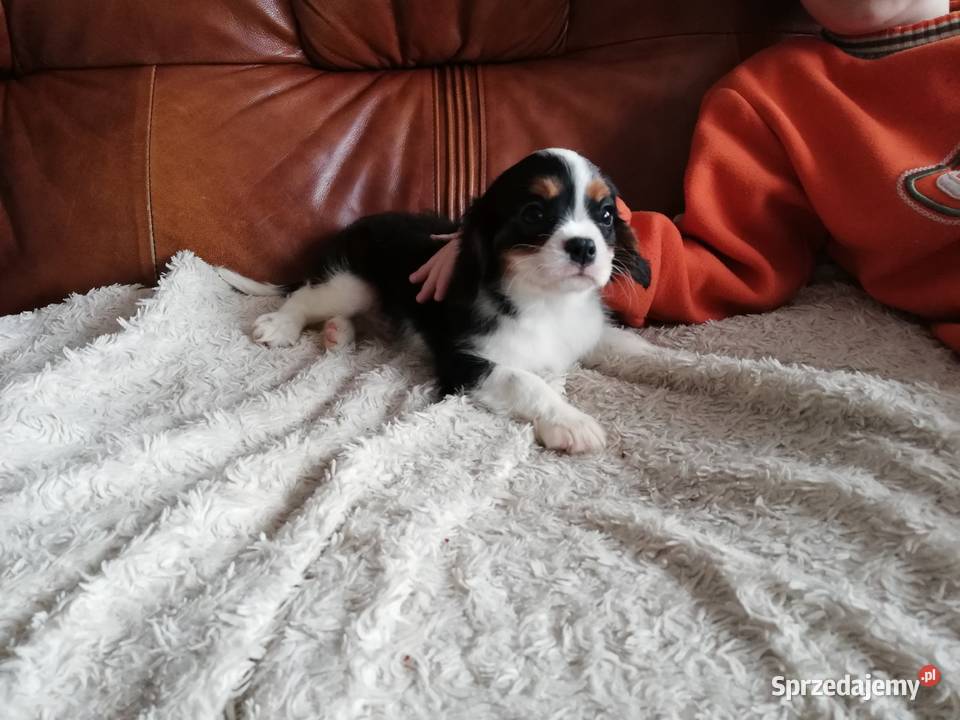 Cavalier King Charles spaniel Garwolin