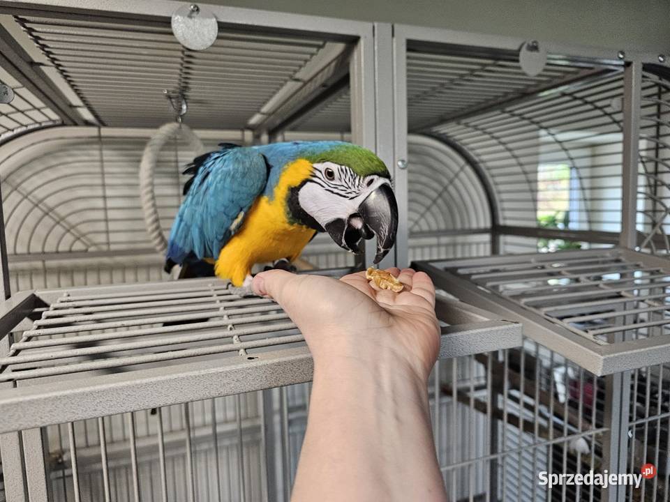 Ara Ararauna sprzedam