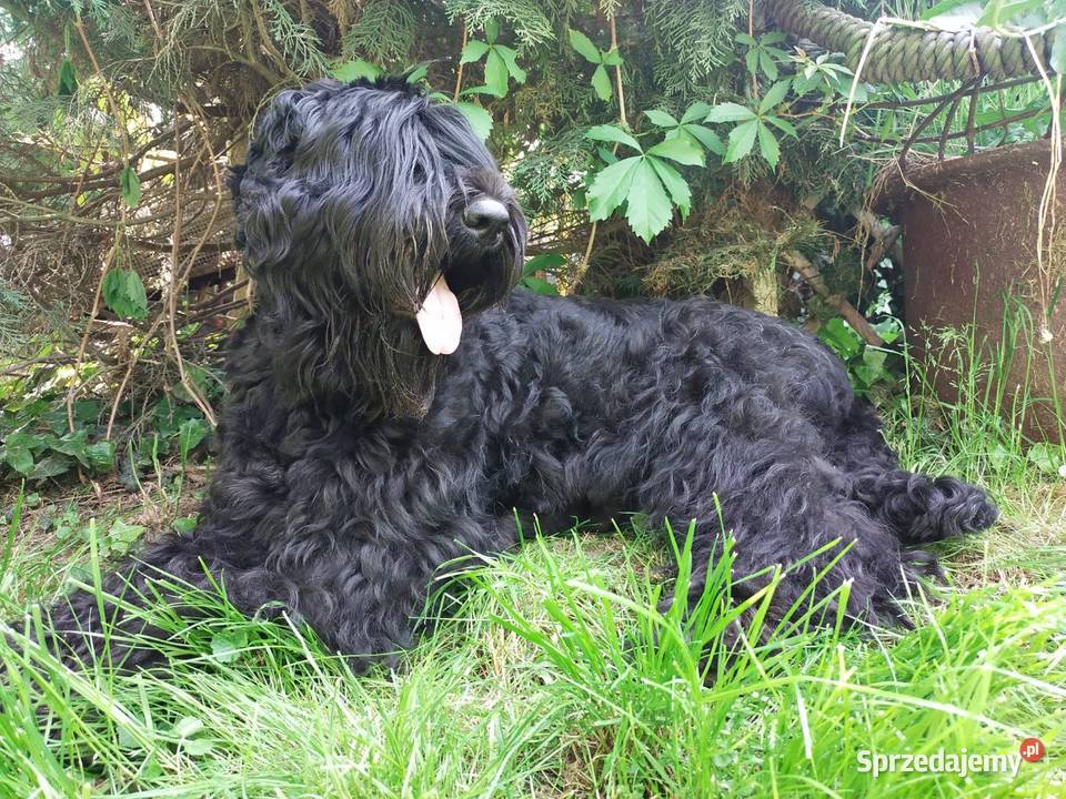 Czarny Terier Rosyjski szczeniak Stary Zamek