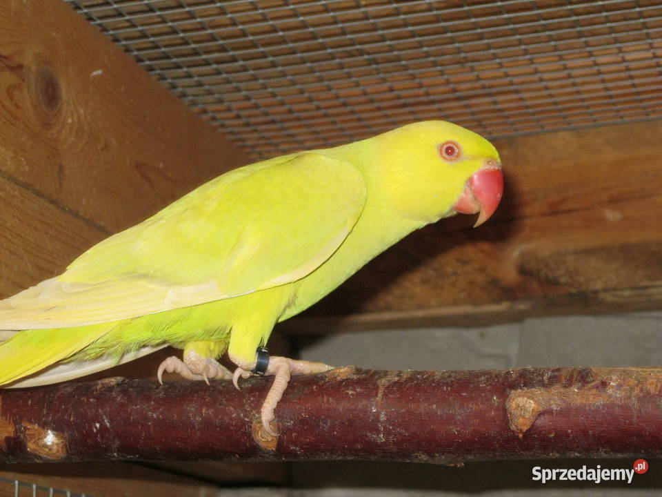 Aleksandretty Obrożne z 24 r różne kolory sprzedam