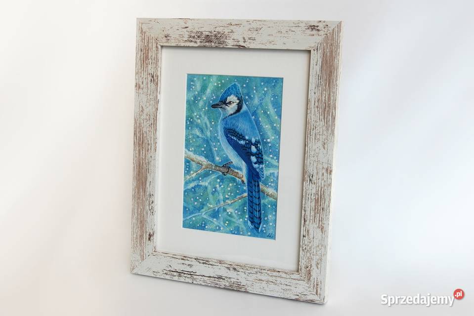 Blue Jay modrosójka błękitna ptak zima akwarela niebieski Lublin
