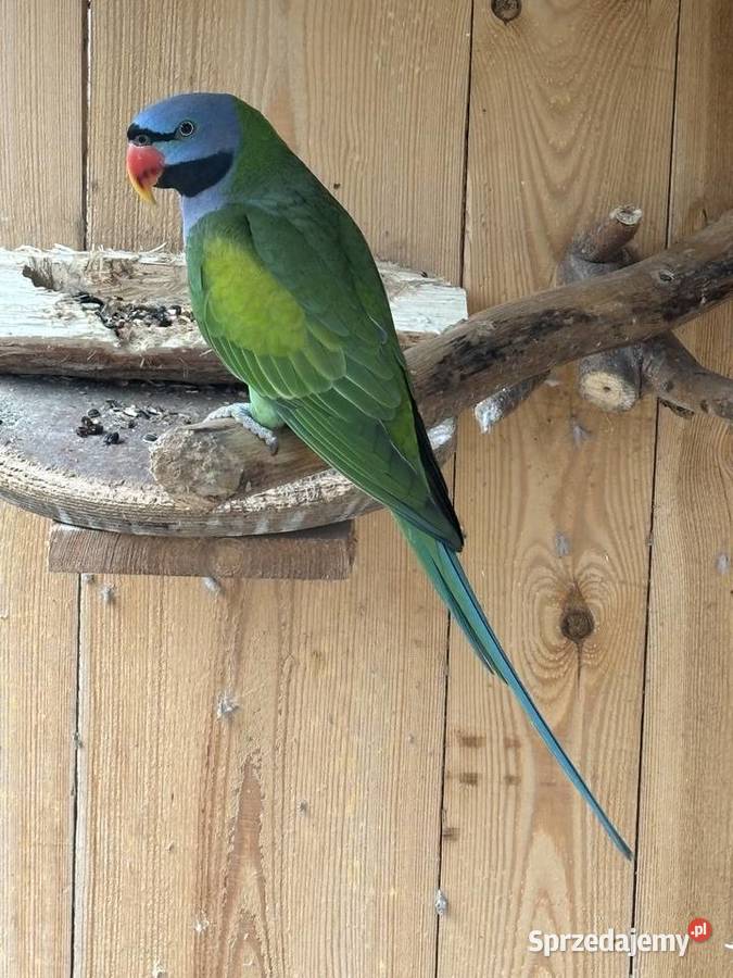 aleksandretty chińskie Chybice