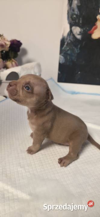 Śliczne szczenięta American Bully Pocket Mini pomorskie Gdańsk