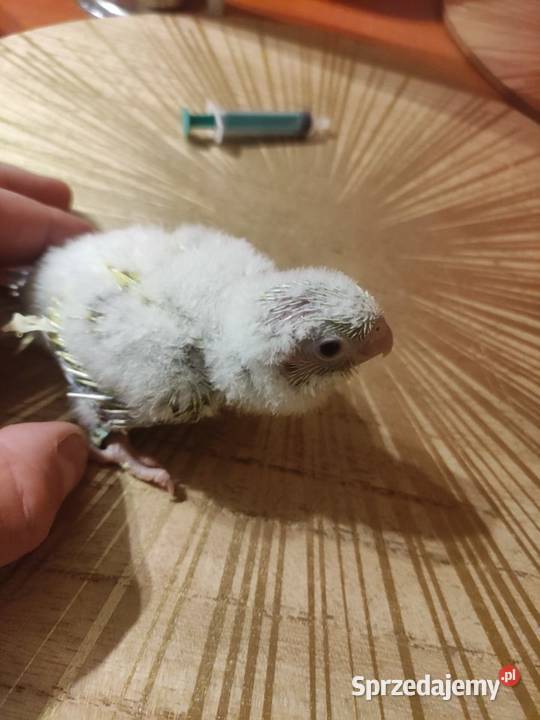 Rudosterki ręcznie karmione sprzedam łódzkie Zgierz