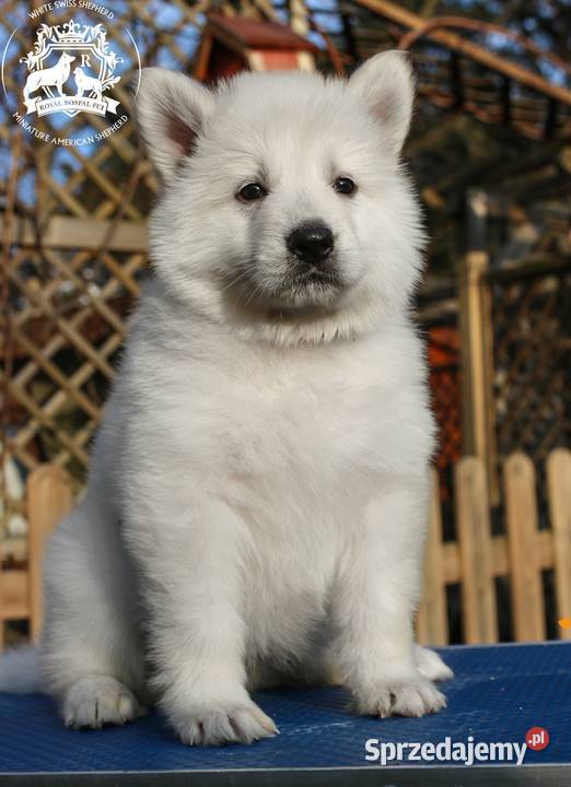 Biały Owczarek Szwajcarski FCIZKwP Owczarek Warszawa