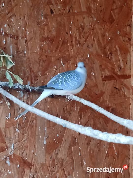 Sprzedam gołąbki diamentowe Mechlin