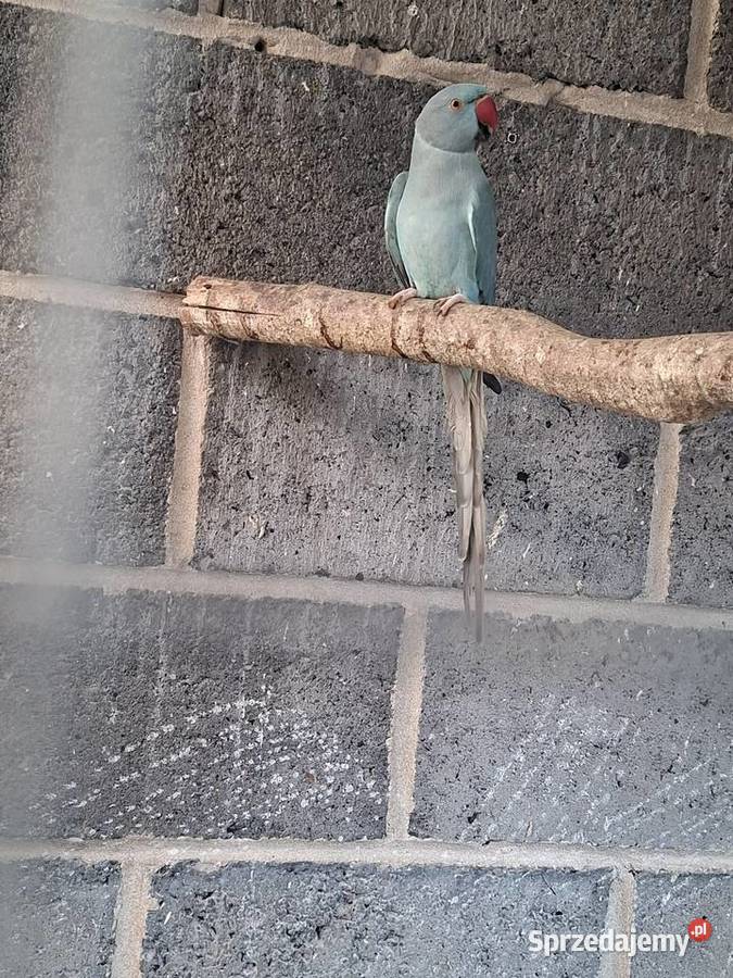 Swiergoty Rzeszotary