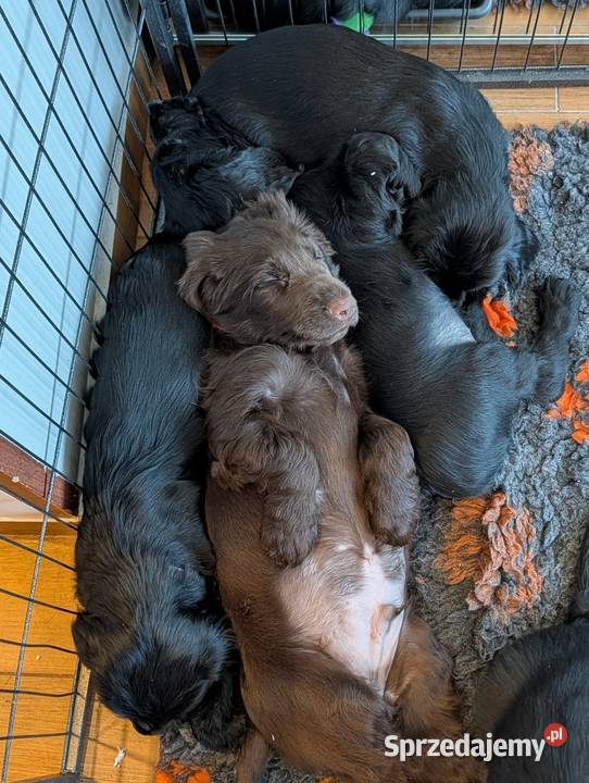 Field spaniel małopolskie Kraków