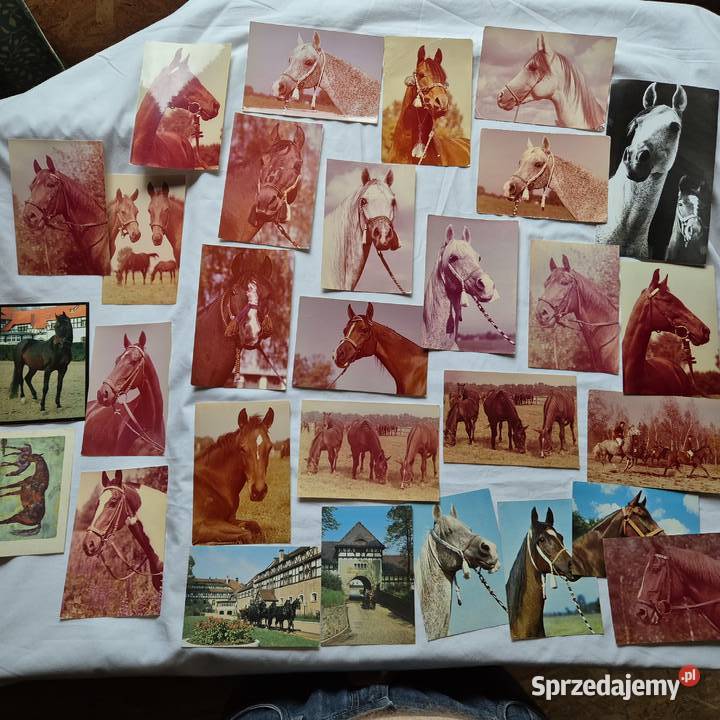 Kartki pocztowe 29 PRL Konie Arabskie Janów