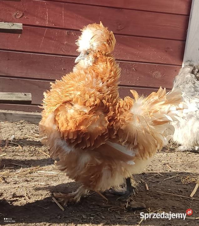 Jajka lęgowe stadzie ze zdjęć Łochów