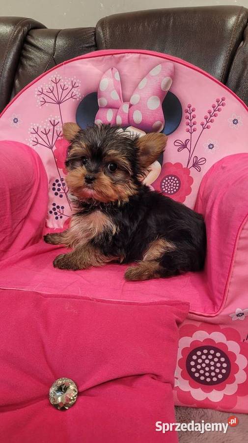 Yorkshire terrier maleńki piesek z wyprawką małopolskie Kraków