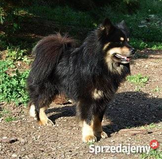 Szczenięta rasy Fiński Lapphund rodowód FCI