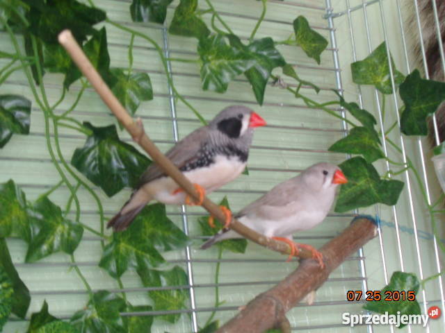 Zeberka Amadyny zebrowate Zeberki podlaskie Grajewo