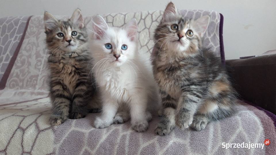 Koteczki Syberyjskie Miot L PZFWCF Sochaczew