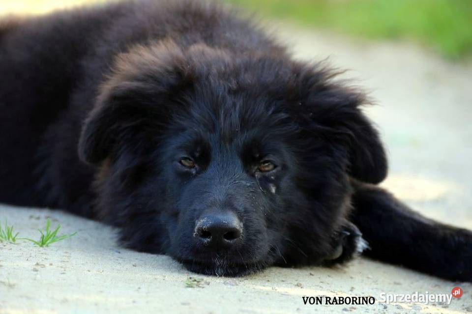Owczarki Niemieckie Długowłose Owczarek zachodniopomorskie