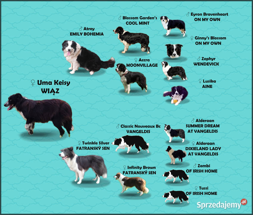 Piękny Rasowy Pies Border Collie z pełną dok Iwonicz