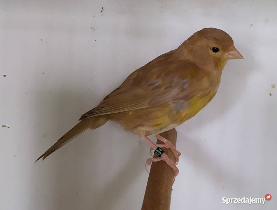 kanarek kanarki pheoszpaltytimbrado Kłodzko sprzedam