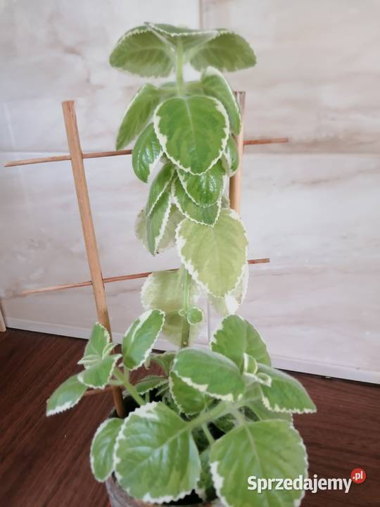 Mięta białozielonaRoślina domowa pachnącaKwiaty łódzkie sprzedam