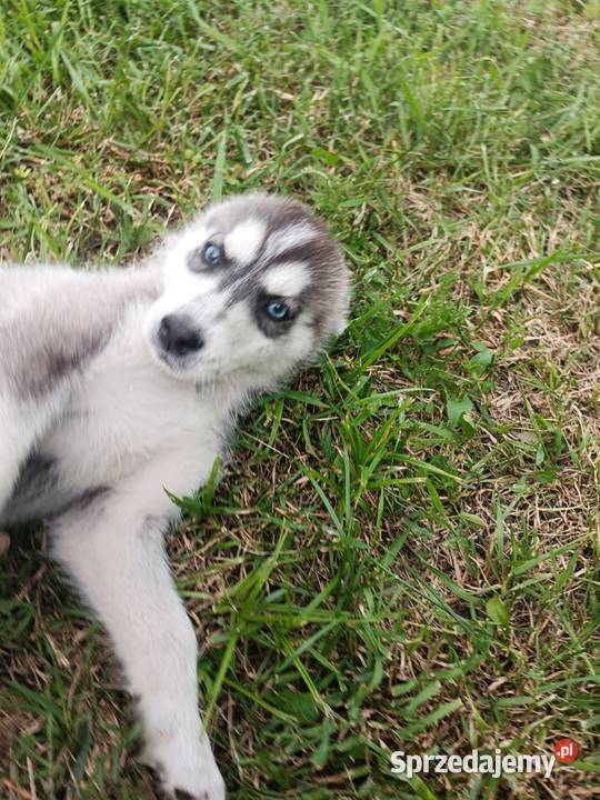 Szczeniak Husky Syberian szczeniaki Husky