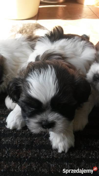 Shih Tzu warmińsko-mazurskie Ełk sprzedam