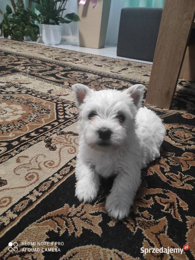 Szczeniaki West Highland White Terrier łódzkie Rawa Mazowiecka