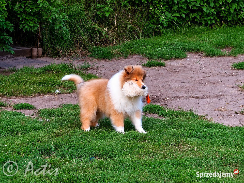 Owczarek Szkocki Collie suczka Multi Championie Owczarek Janów