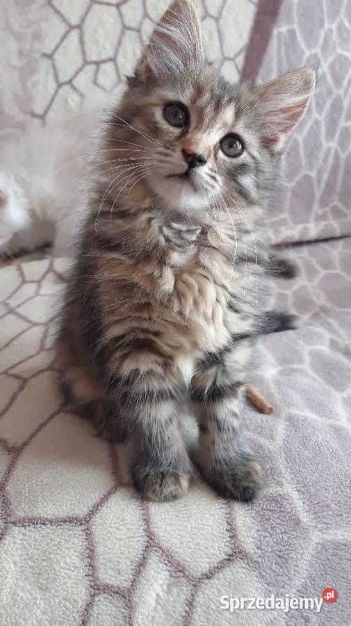 Koteczki Syberyjskie Miot L PZFWCF Sochaczew sprzedam