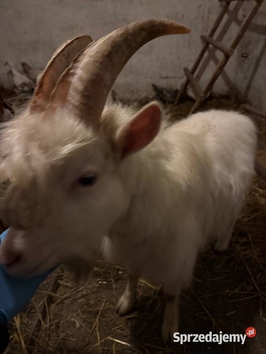 Kozioł saneczki Kozy Bieliny