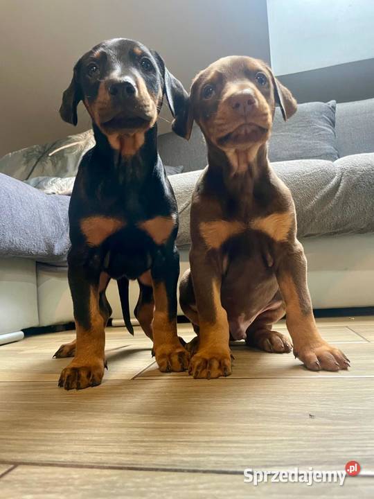 Doberman Romanów sprzedam