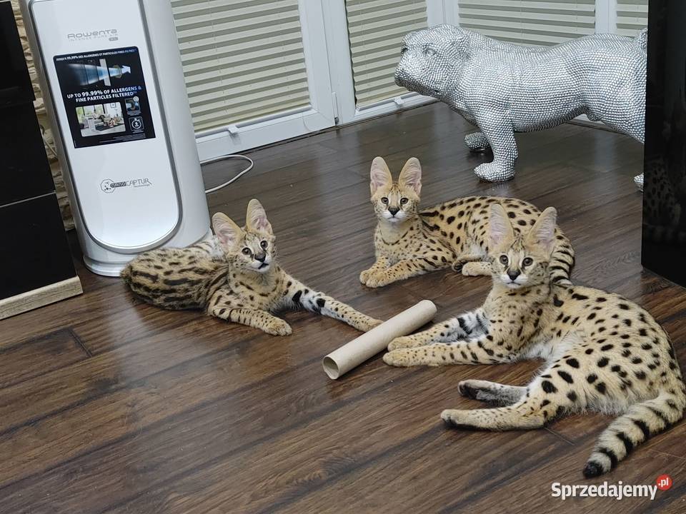 Serwal afrykański serwale leptailurus serval Kraków
