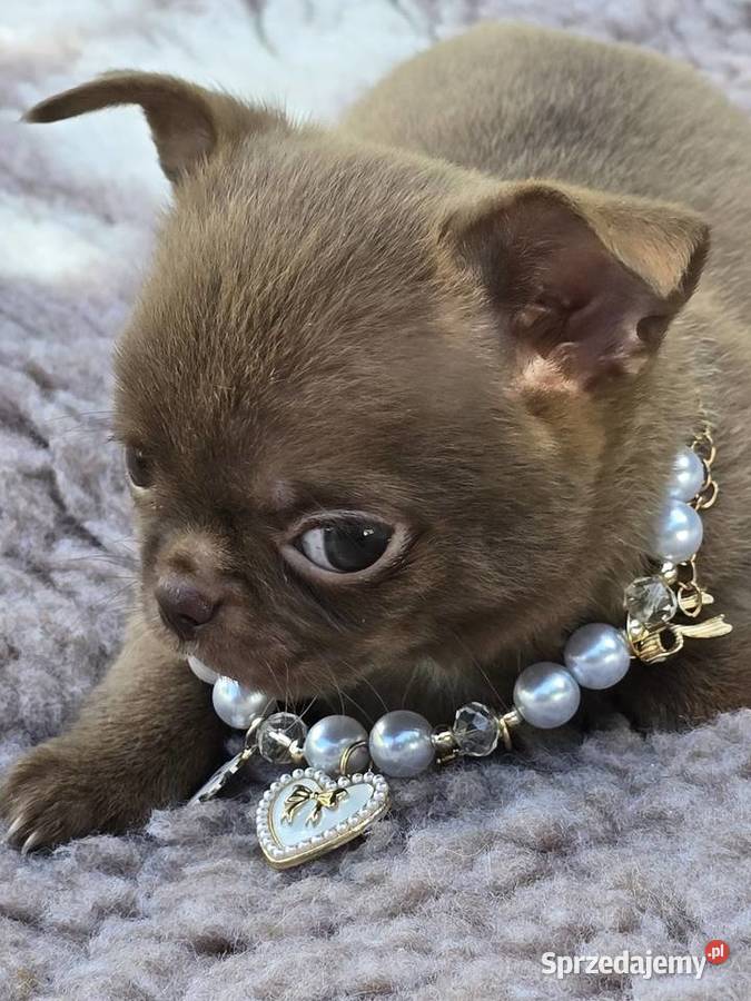 Chihuahua Czekoladowy XXS Bielsko-Biała