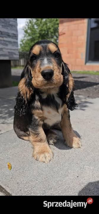 Cocker Spaniel Angielski Jasienie