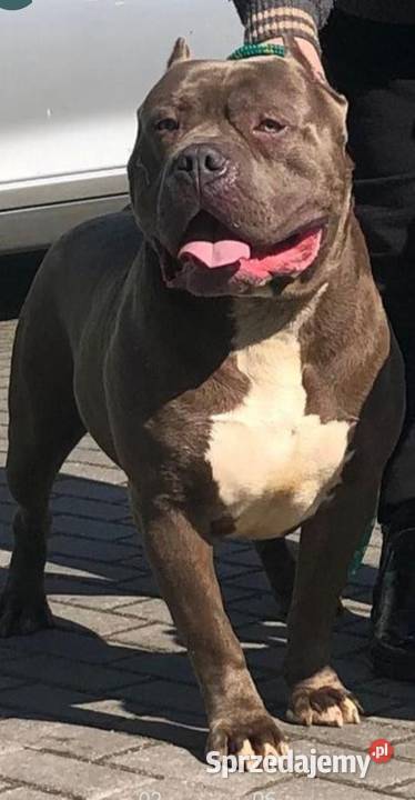 American Bully xl kujawsko-pomorskie Kaźmierzewo sprzedam