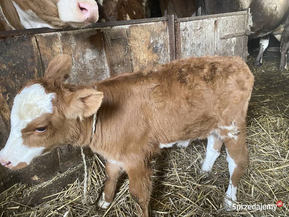 Jałóweczka cerwono biała Giełczew-Doły sprzedam